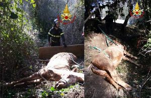 Cavallo vola in un dirupo, salvato dai pompieri