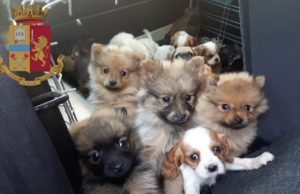 Commerciante di animali di Loano condannato ad Arezzo