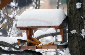 L’ondata di freddo colpisce anche gli animali selvatici: i consigli dell’Enpa