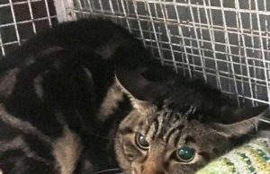 Gattina spaventata in cerca del padrone a Savona, contattare Enpa