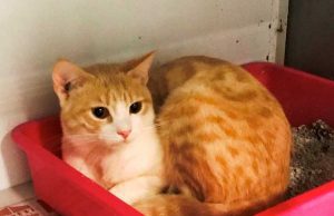 Enpa: l’ultimo gatto di un accumulatore seriale di animali in cerca di adozione