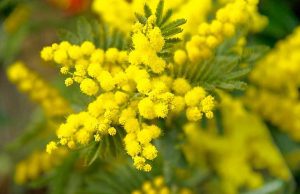 Domenica è il giorno della Sagra della Mimosa a Pieve Ligure