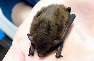A Savona l’Enpa soccorre diversi pipistrelli feriti