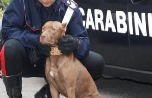 Corso Montegrappa: cinghiale attacca, Pitbull difende padrone e lo mette in fuga