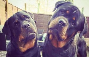 Rottweiler che uccisero donna, Aidaa: un progetto di recupero Rottweiler che uccisero donna, AIDAA: pronto piano di rieducazione