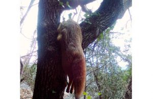 Enpa Savona: volpe appesa ad un albero a Stellanello