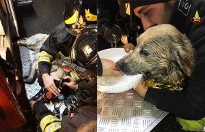 VVF eroi | A Carozzo spengono incendio, salvano e rianimano labrador