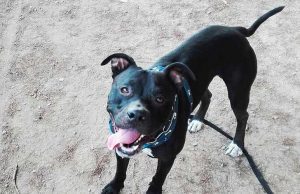 La giornata mondiale della felicità ed il cane Eron