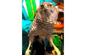 Bormida, un astore ferito trovato in un pollaio