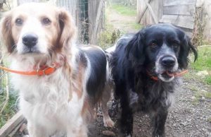 Doppio appello del cuore per due cagnette con il padrone che è deceduto