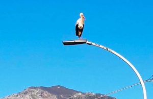 Una cicogna sul lampione a Loano