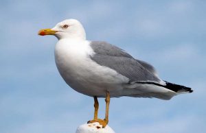 Gabbiano reale salvato a Savona dai vigili del fuoco