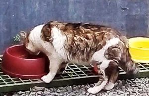 Ad Ellera c’è un delinquente che spara ai gatti