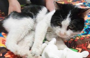 Qui Enpa | Adozione del cuore per un gattone a Savona