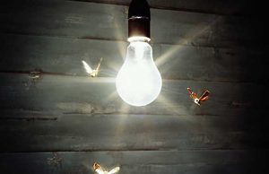 Il Nano Morgante | Il Soggiorno in luogo straniero