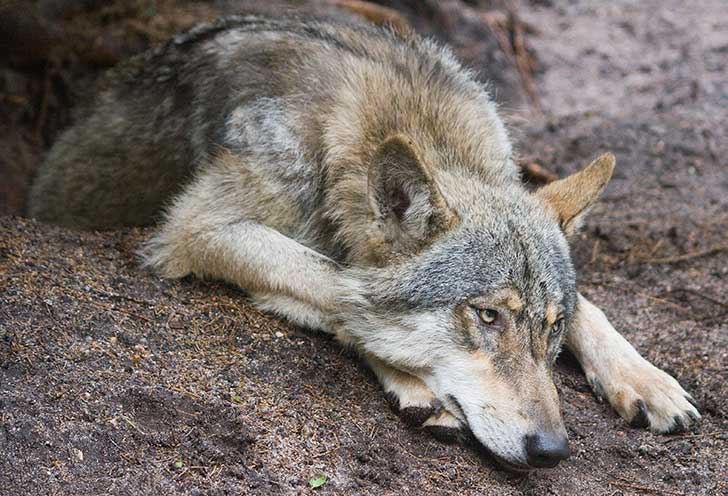 Lupo ferito trovato a Gorreto sulle rive del Trebbia