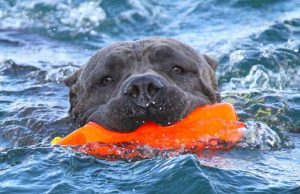 Chiavari: Working Dogs mostra al Auditorium San Francesco