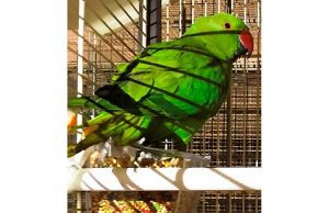 Enpa dà in adozione parrocchetto: non comprate animali esotici