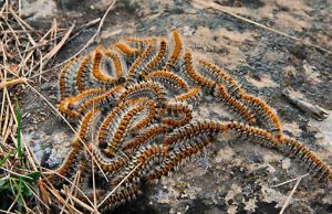 Disinfestazione da processionaria per l’asilo di Bordighera
