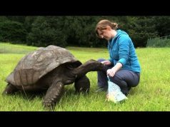 Jonathan la tartaruga, è l’animale più vecchio al mondo | Video