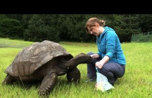 Jonathan la tartaruga, è l’animale più vecchio al mondo | Video