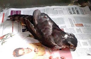 Sparvieri in difficoltà nel savonese, l’intervento dell’Enpa