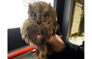 Piccoli rapaci sbattono e si feriscono contro le vetrate a Savona