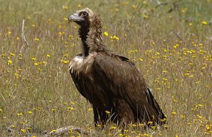 Un avvoltoio monaco dal Verdon nel torrente Impero di Imperia