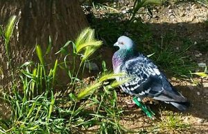 Un sadico a Savona attacca mollette da bucato alla zampe dei colombi