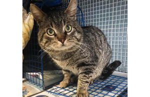 Appello per un gatto ritrovato a Savona in corso Italia