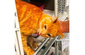 Di chi è questo gatto rosso investito a Cadibona?