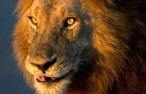 Sudafrica, bracconiere ucciso da un elefante e sbranato dai leoni