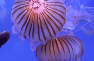 All’Acquario di Genova rinnovata l’aria meduse, le novità di Pasqua | Video