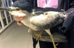 Enpa soccorre Nitticora con brutta ferita all’ala