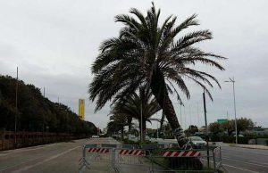 Sanremo, palma crolla per il vento vicino a parco giochi