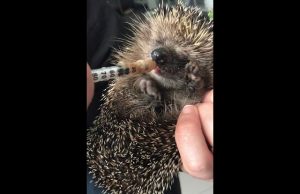 Riccio in difficoltà soccorso dall’Enpa a Stella | Video