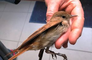 Un usignolo croato soccorso dall’Enpa a Savona