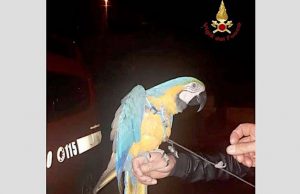 I VVF salvano pappagallo in fuga con zampa impigliata