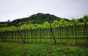 Giusto prosegue il Cammino di San Martino fra i vigneti veronesi