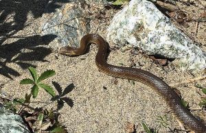 Serpente saettone finito in un garage liberato nel Letimbro