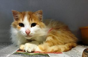 Enpa Savona | Gattina a pelo lungo in cerca di adozione