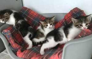 Appello dell’Enpa per allattamento cucciolata di gattini