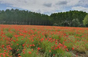 Sergio Giusto in cammino verso San Martino dei Lupari e Vicenza