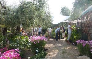 Un vero successo la Festa delle Erbe a Rollo frazione di Andora