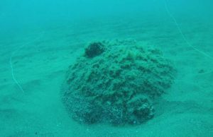 Spezia, rimozione ordigni esplosivi