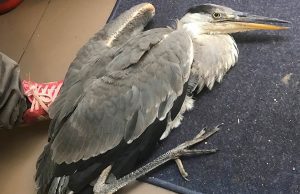 Aironi in città a Savona, esemplare soccorso dall’Enpa