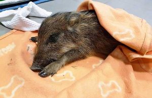 Cucciolo di cinghiale muore dopo essere stato investito