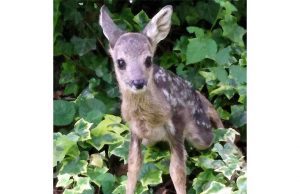 Cucciolo di daino vagante a Cairo Montenotte salvato dall’Enpa