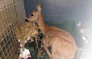 Recuperato e salvato dall’Enpa giovane capriolo a Varazze