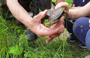 Tartarughe Emys rilasciate nell’Oasi Wwf di Albenga | Video